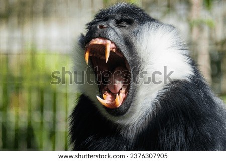 A Tamed Baboon in Blackpool Zoo