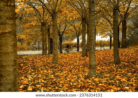 Autumn in Langelinieparken as cyclist passes between the trees, Copenhagen, Denmark