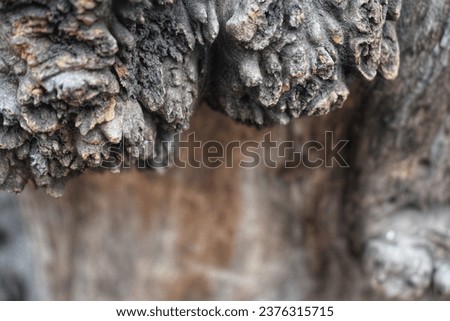 creative background of old tree bark texture.natural .layout