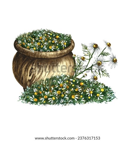 Pharmacy chamomile. Dry the crushed medicinal herb in a wooden pot. Herbal soothing tea. Isolate. Watercolor illustration, hand-drawn. Medicinal herbs. For packaging layout, label, menu and banner.