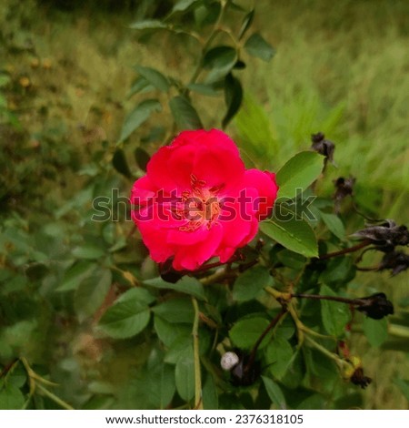 portrait of red rose with green leaf blury background