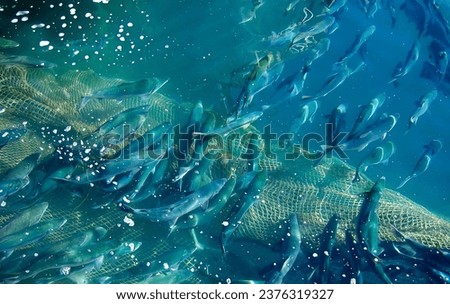 Fishing net with a full haul of assorted saltwater fish. Salmon, pacific ocean water. Fishing industry concept. High quality photo Royalty-Free Stock Photo #2376319327
