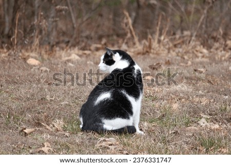 Black White Cat Sitting Outside in Field Royalty-Free Stock Photo #2376331747