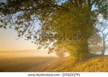 Foggy autumn morning, sunrise, autumn trees, yellowed leaves Royalty-Free Stock Photo #2376333791