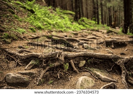 Dark moody forest with path and green trees, natural outdoor vintage background. Ukraine. Carpatian mountains