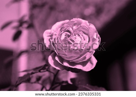 Pink and purple blooming rose, floral image, natural background for text