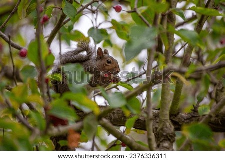 The western gray squirrel is a tree squirrel native to the western United States and Canada. It is known for its gray fur with a white belly and a bushy tail.