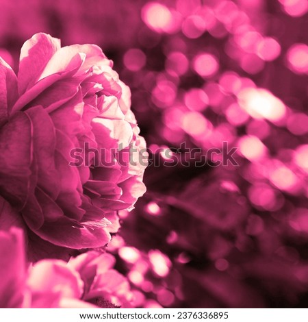 Pink blooming rose, fresh flower in garden, floral image, natural background for text
