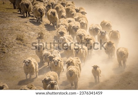 the flock of sheep comes down from the field