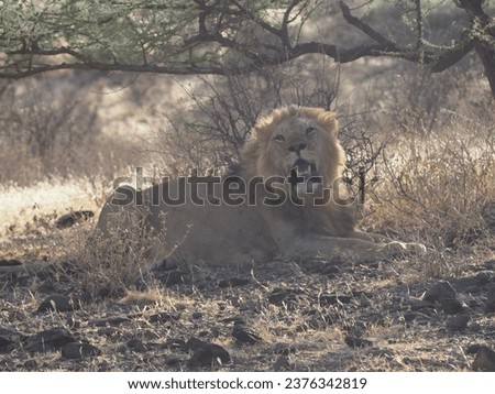 Lion Masai Mara Kenya Safari