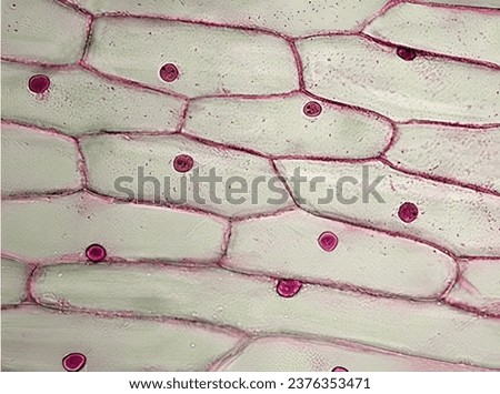 Observing onion cells under the microscope. For this microscope experiment, the thin membrane will be used to observe the cells. Royalty-Free Stock Photo #2376353471