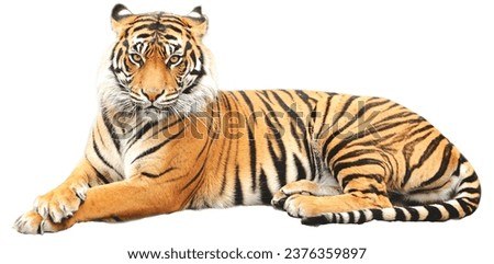  The tiger (Panthera tigris) is the largest living cat species and a member of the genus Panthera. It is most Royalty-Free Stock Photo #2376359897