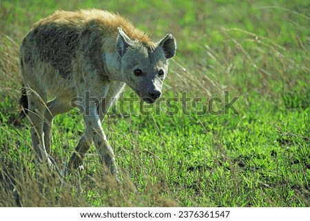 Hyena walking in the savanna.