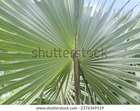 Palm trees in the park. This tree has unique characteristics with fan-shaped leaves.