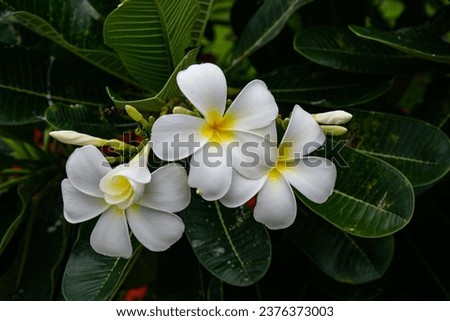 Picture of white frangipani flowers on natural background. It is the national flower of Laos. Or it is a symbol of massage. The flowers come in many colors, including white, yellow, pink, and red.