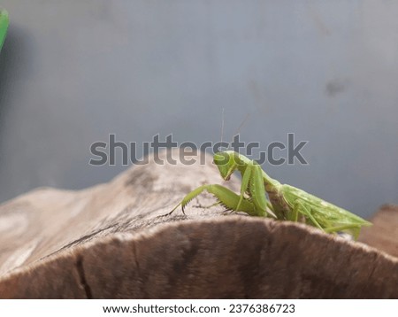 Green mantis on a log in the garden, backyard, outdoor, insects, predator, grasshopper. Stock Image