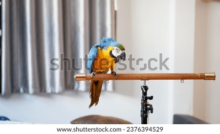 beautiful and colorful birds and parrots