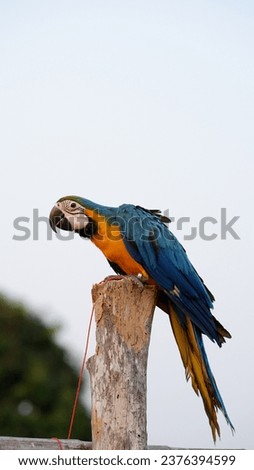 beautiful and colorful birds and parrots