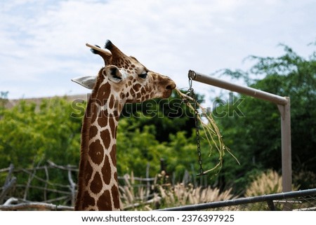 giraffe snacks on feeder food at the zoo
