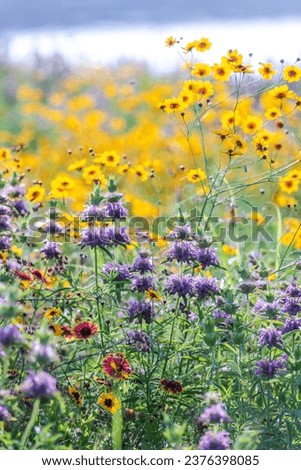Aster in full blooms in the fall season of Austin, Texas Royalty-Free Stock Photo #2376398085