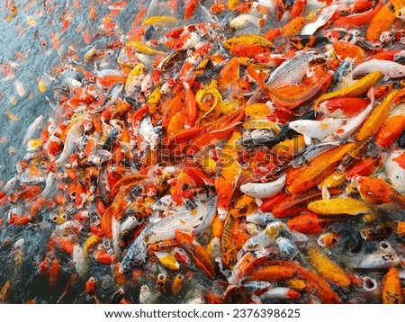 carp fish is a popular beautiful fish that not only adds beauty and vitality to the home, but according to belief is also a symbol of good fortune.
