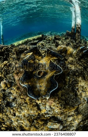 Giant clam Tridacna gigas, Coral Reef