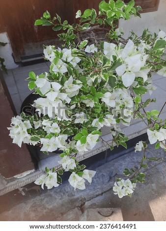 Jasmine flowers look beautiful and charming. The pure white color of the flowers, amidst fresh green leaves, feels peaceful in the heart. This photo is suitable for book covers, banners, backgrounds a