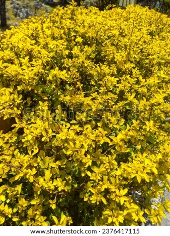 This is Forsythia. This plant sometimes used as a hedgerows or natural fence because of its dense growth. Forsythia means strength, hope and dependence. 