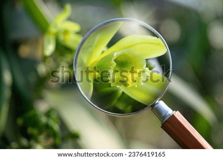 Enlarged image of vanilla flower seen through a magnifying glass, Vanilla flowers beginning to bloom in the morning on plantation, Vanilla fargrans (Salish), selective focus Royalty-Free Stock Photo #2376419165