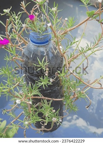 Flowers growing in mineral water bottles. Plants look unique and exotic. It needs enough soil to grow and not too much water. Photo suitable for book cover. Suitable for learning illustrations, storie