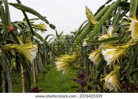 Beautiful sight of many dragon fruit flowers blooming in the garden.Flowers And Buds Of Dragon Fruits.