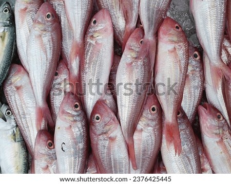 Phalacronotus bleekeri (Siluridae), Red fish with ice.

 Royalty-Free Stock Photo #2376425445