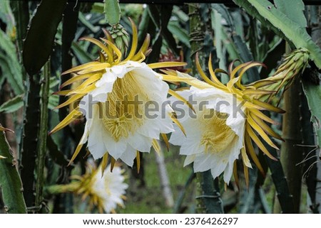 A closeup image of Dragon fruit flower in the plantation. the white-fleshed pitahaya or dragon fruit plant close-up scenery