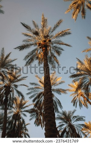 Date palms on plantation in Degache oasis town, Tozeur Governorate of Tunisia Royalty-Free Stock Photo #2376431769