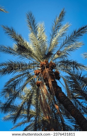 Date palm on plantation in Degache oasis town, Tozeur Governorate of Tunisia Royalty-Free Stock Photo #2376431811