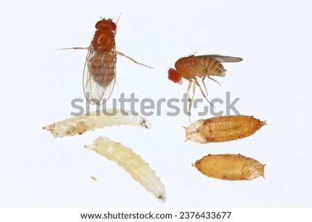 Vinegar fly, fruit fly (Drosophila melanogaster). All life stages: egg, larvae, pupa and adult fly in various shots. Isolated on a light background. Royalty-Free Stock Photo #2376433677