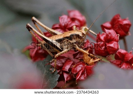 Colorful detailed autumn facial closeup on the dark bush-cricket , Pholidoptera griseoaptera in the garden Royalty-Free Stock Photo #2376434263