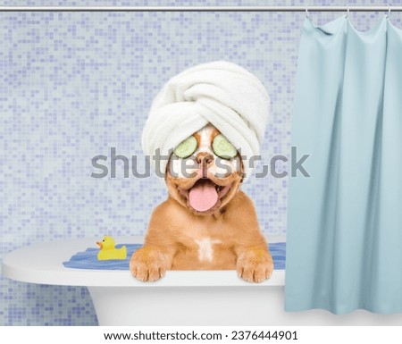 Happy Mastiff puppy with towel on it head, with pieces of cucumber on it eyes and with cream on it face takes the bath at home with rubber duck