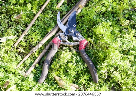 The secateurs lie on the grass next to the branches.