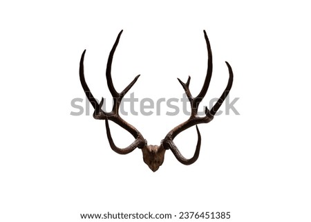Antlers of Schomburgk's deer isolated on white background. Royalty-Free Stock Photo #2376451385