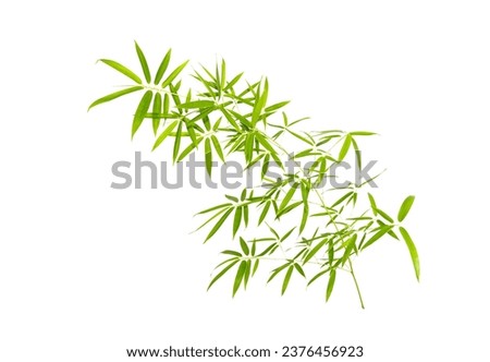 Bamboo leaves isolated on white background Royalty-Free Stock Photo #2376456923