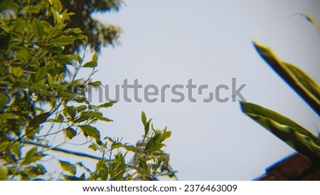 Leaves present an irreplaceable natural beauty.  Royalty-Free Stock Photo #2376463009