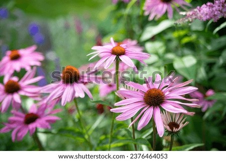 ECHINACEA FLOWER  GROWING IN THE WILD GARDEN Royalty-Free Stock Photo #2376464053