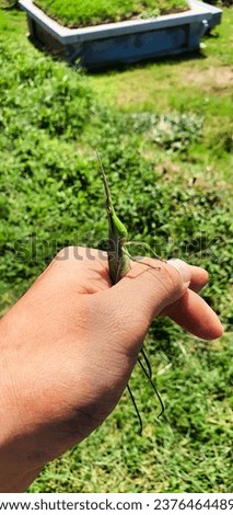 katydid caught in human hands Royalty-Free Stock Photo #2376464489