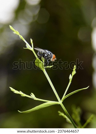 Jakarta, Indonesia. 19 June 2023. A fly landed on plant stem. Fly. Fly macro. Selective focus. Blurred background with some small bokehs.