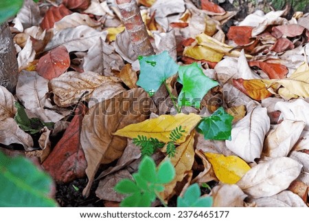 Sustainability organic fertilizer dry leaves pile covering earth control global warming composting gardening backyard home plant copy space stock photo
