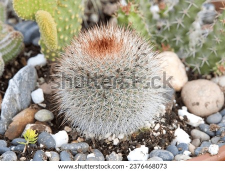 Mammillaria spinosissima, also known as the spiny pincushion cactus, viewed from the side, growing surrounded by small rocks. They require no pruning and make good patio and container plants.