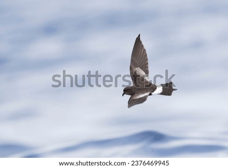 Wilson's Storm Petrel (Oceanites oceanicus) off Madeira. One of the most abundant bird species in the world. Bird is active primary moult. Royalty-Free Stock Photo #2376469945