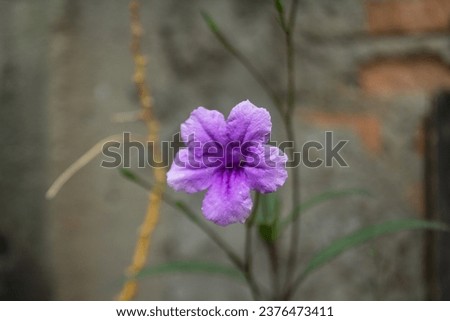 Close up Ruellia angustifolia (kencana ungu) with blured background, wild purple flower isolated Royalty-Free Stock Photo #2376473411