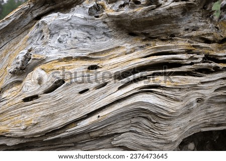 Wood background. Tree trunk bark texture.